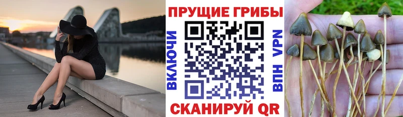 Псилоцибиновые грибы GOLDEN TEACHER  Невьянск 